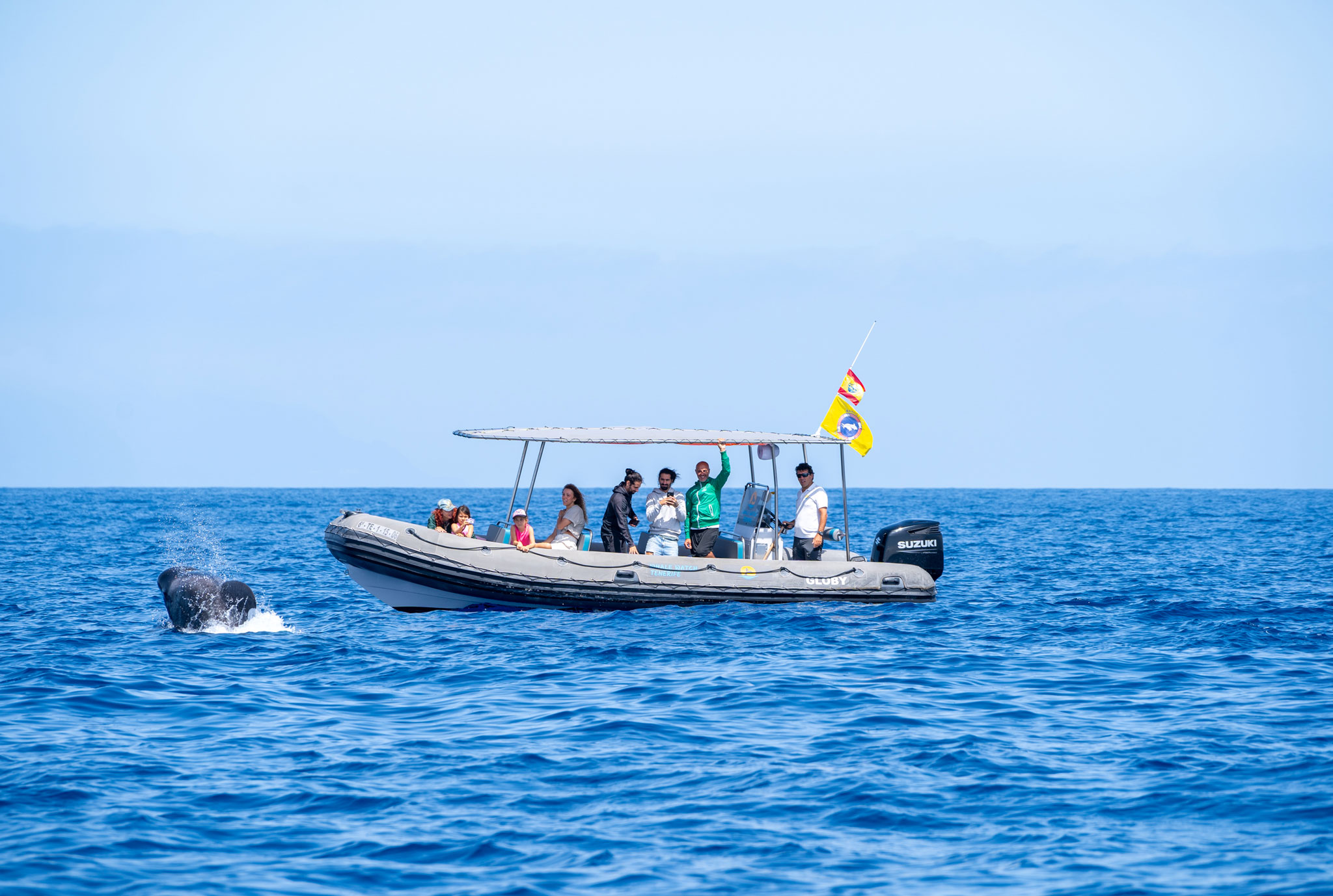 Whales moment